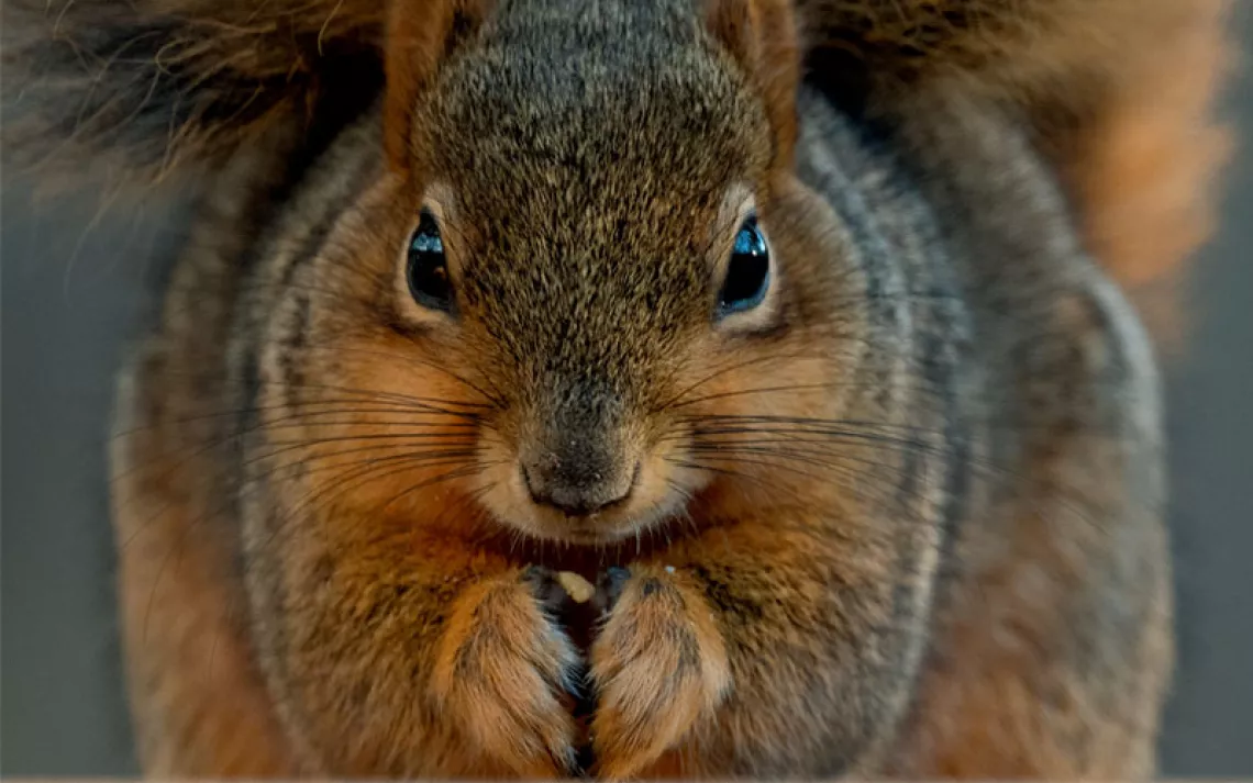 Close-up of a brown squirrel staring into the camera with its bushy tail above.