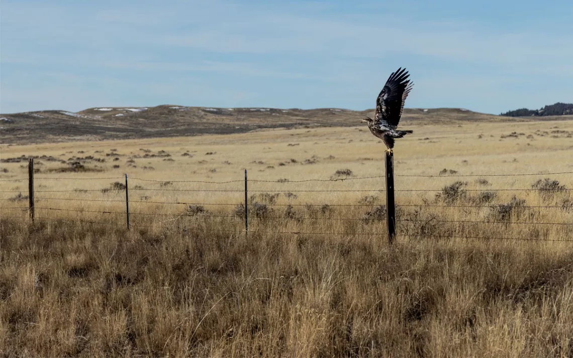 A young bald eagle sits on a wooden fence post in a dry grassy plain.