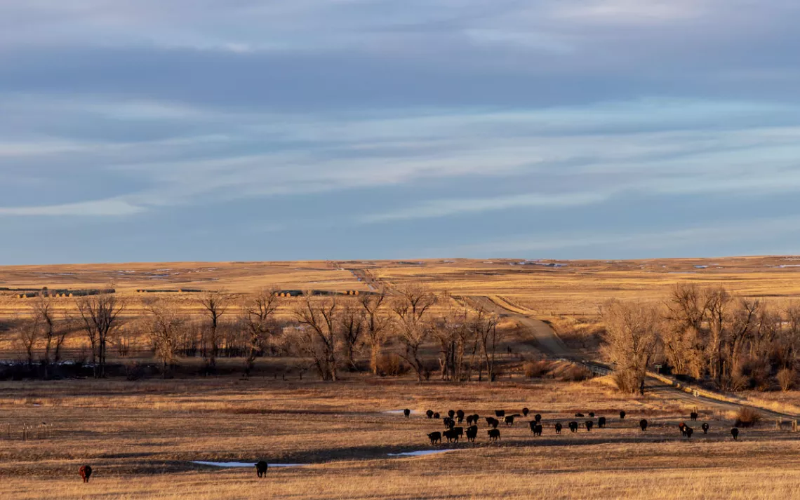 Cattle stand in a golden prairie with blue sky above.