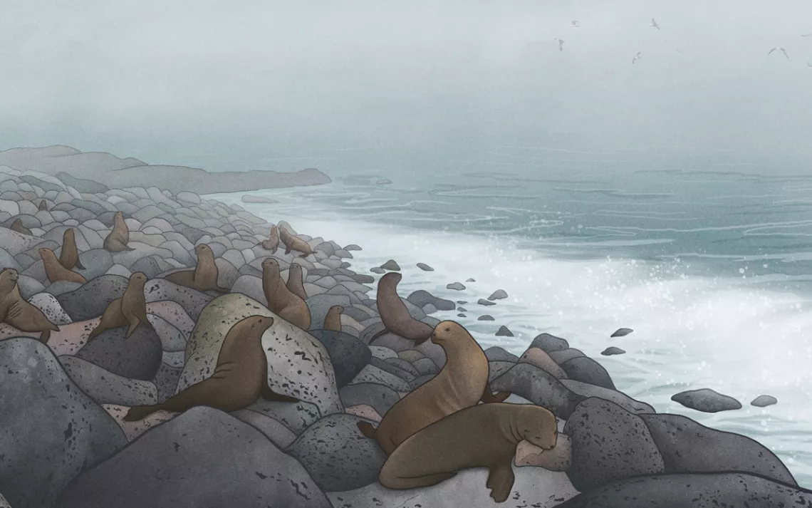 Illustration shows a rocky coastline covered in seals, with seagulls overhead.