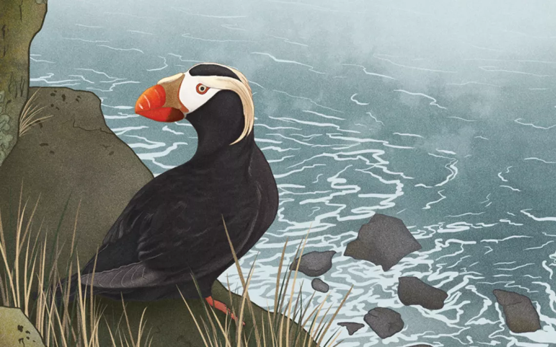 Illustration shows a puffin with a bright-red nose sitting on a rock overlooking the ocean.