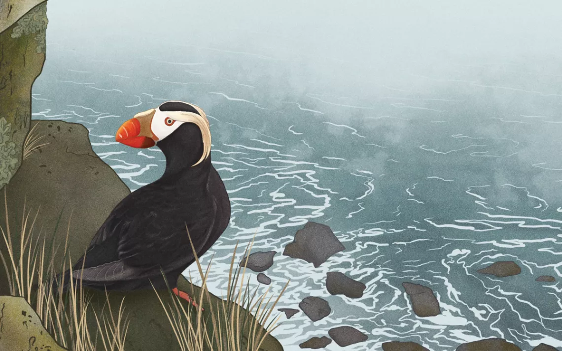 Illustration shows a puffin with a bright-red nose sitting on a rock overlooking the ocean.