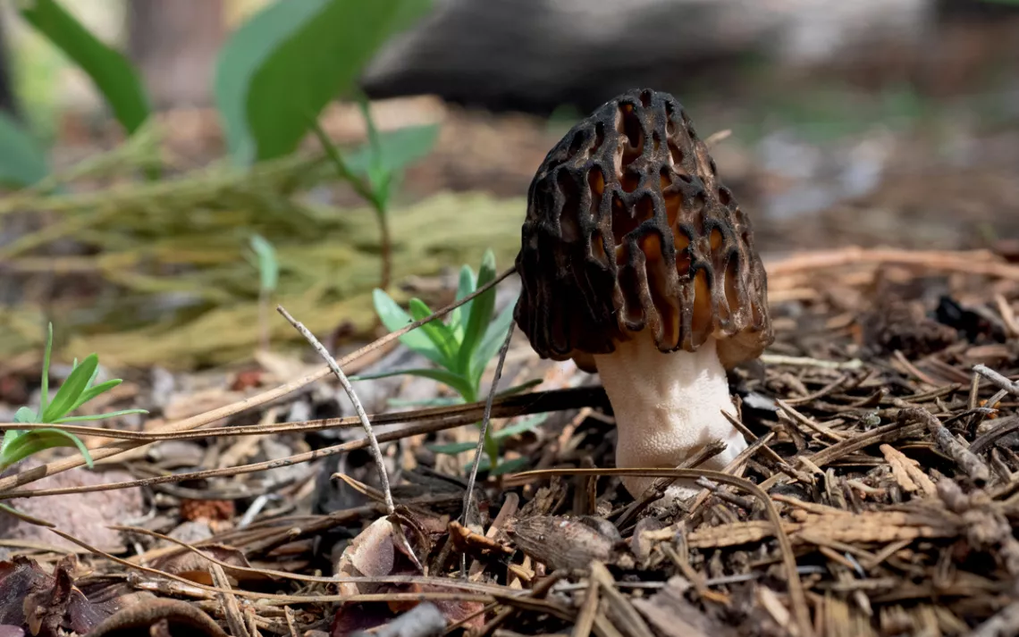 A close-up of a brown morel poking out of the forest floor.