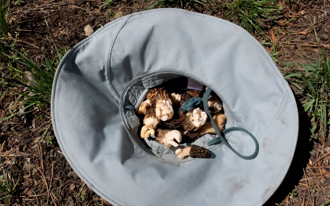 A gray wide-brimmed hat holds morels.