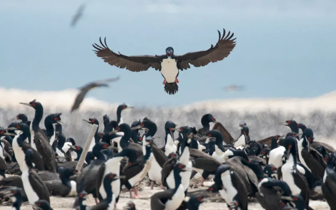 A Guanay cormorant lands in the middle of a bird colony.