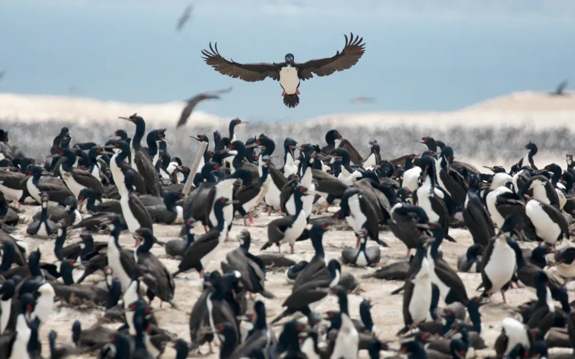 A Guanay cormorant lands in the middle of a bird colony.
