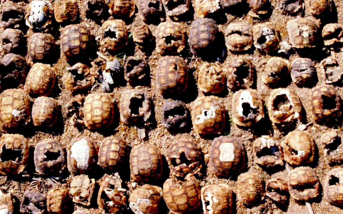 Dozens of dead tortoise shells lined up on the ground in a desert.