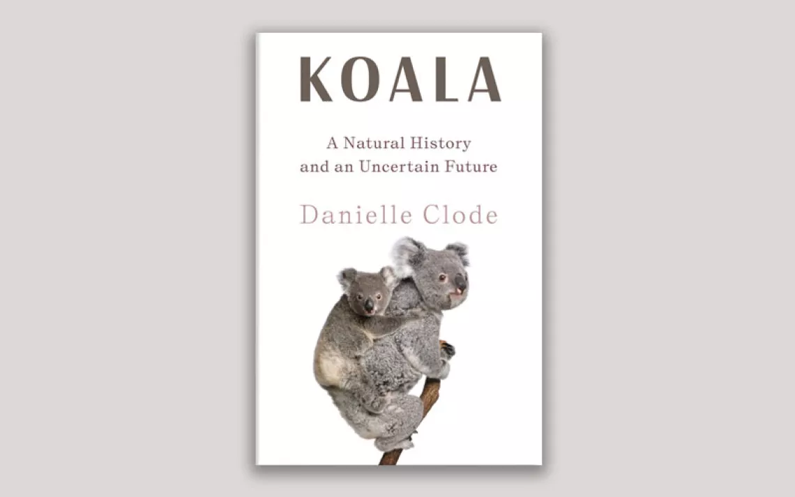 Koala