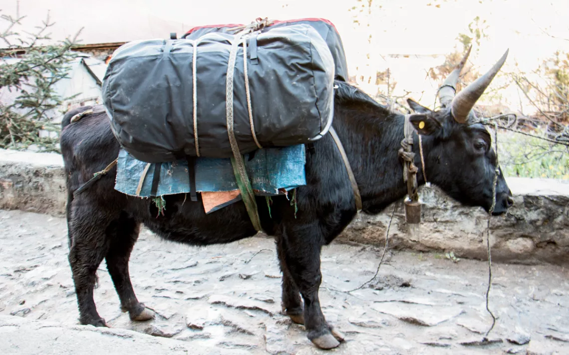 Trekkers' journeys are often made easier by pack animals that transport gear, like this yak. 