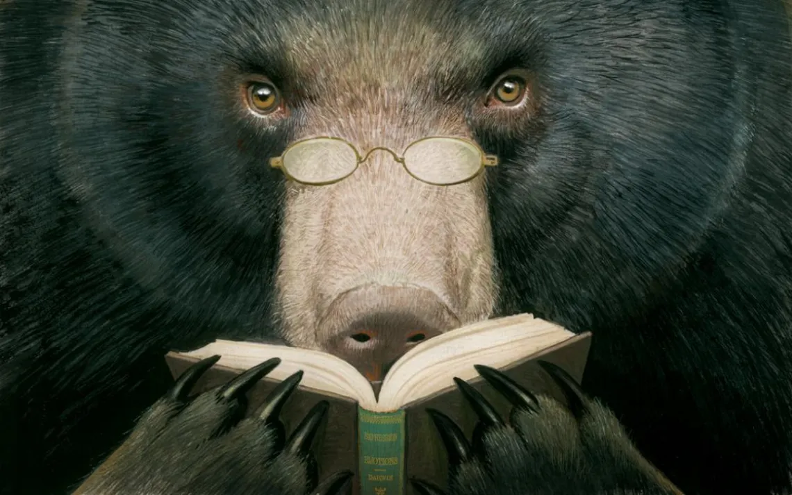 Bear