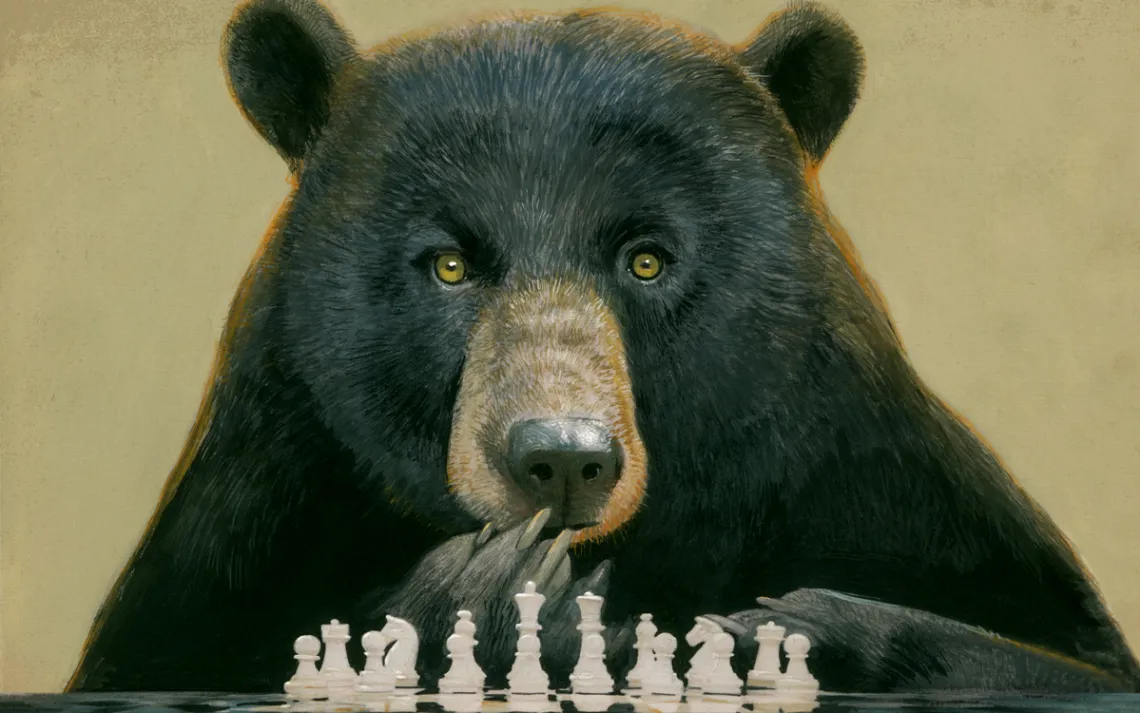 Bear