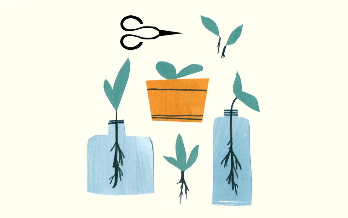 Propagating Plants
