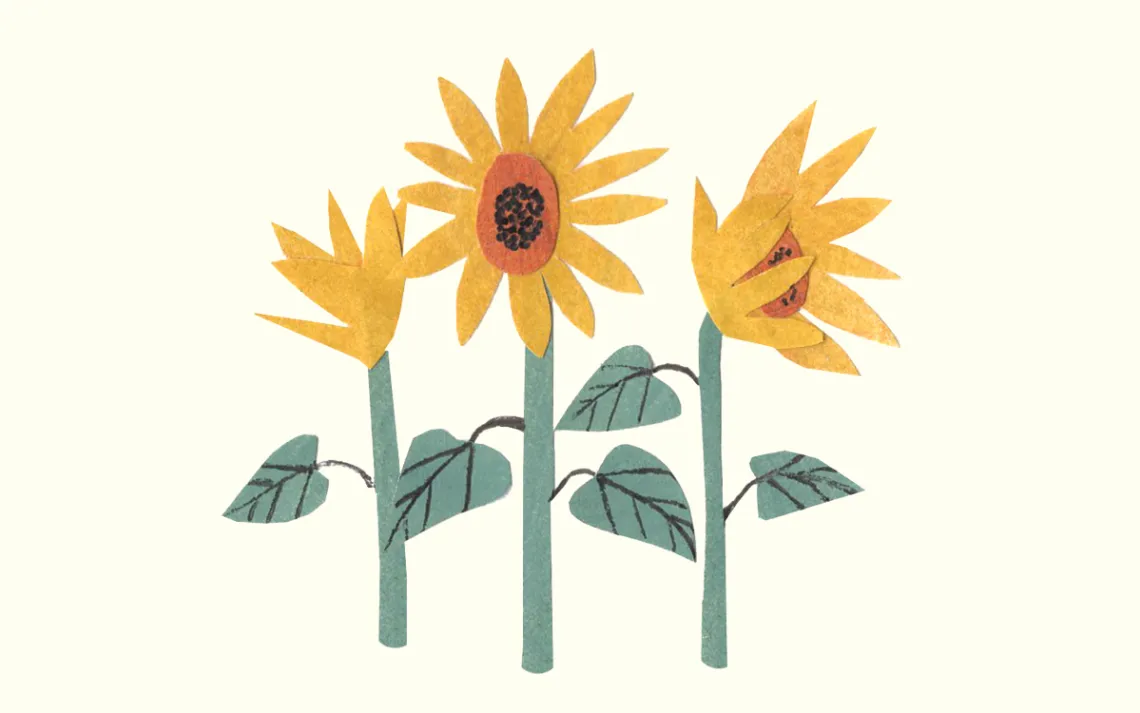 Sunflowers