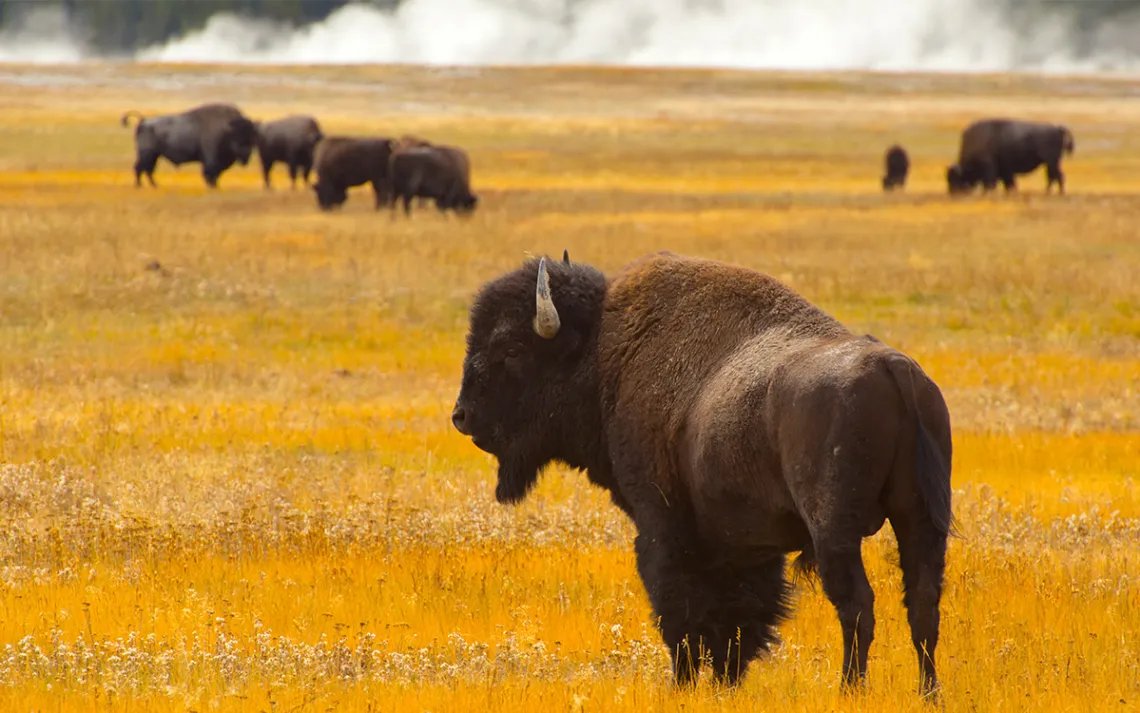 Bison