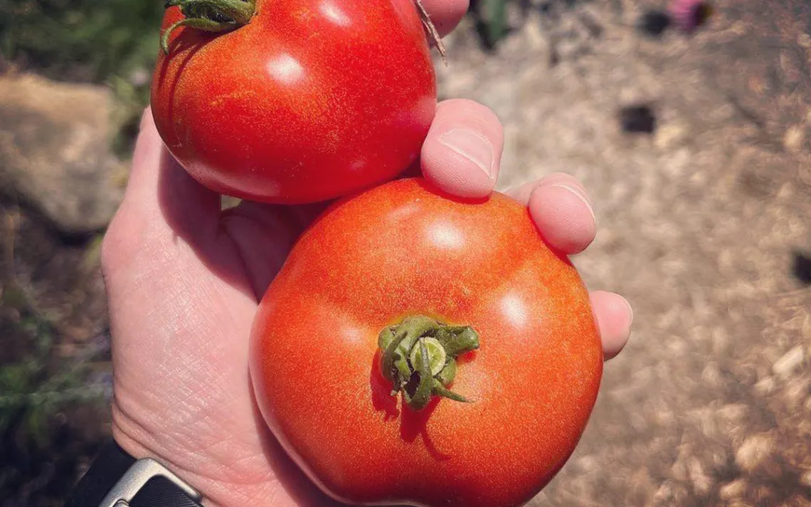 DEPAVING TOMATOES