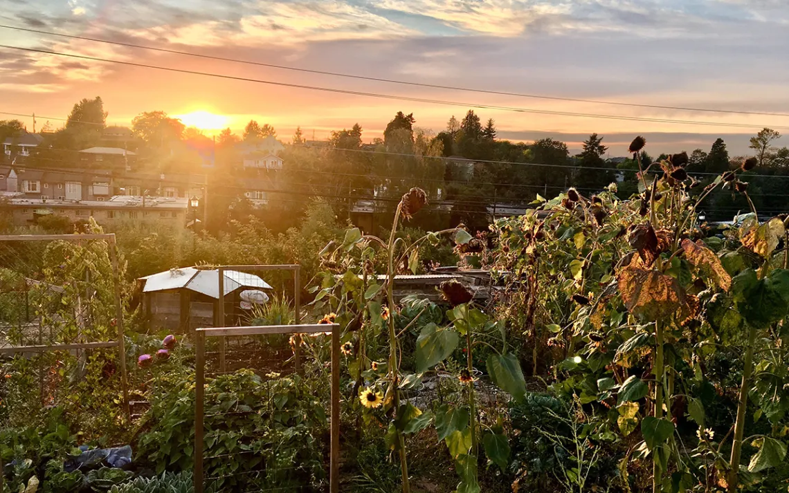 FOOD FORESTS