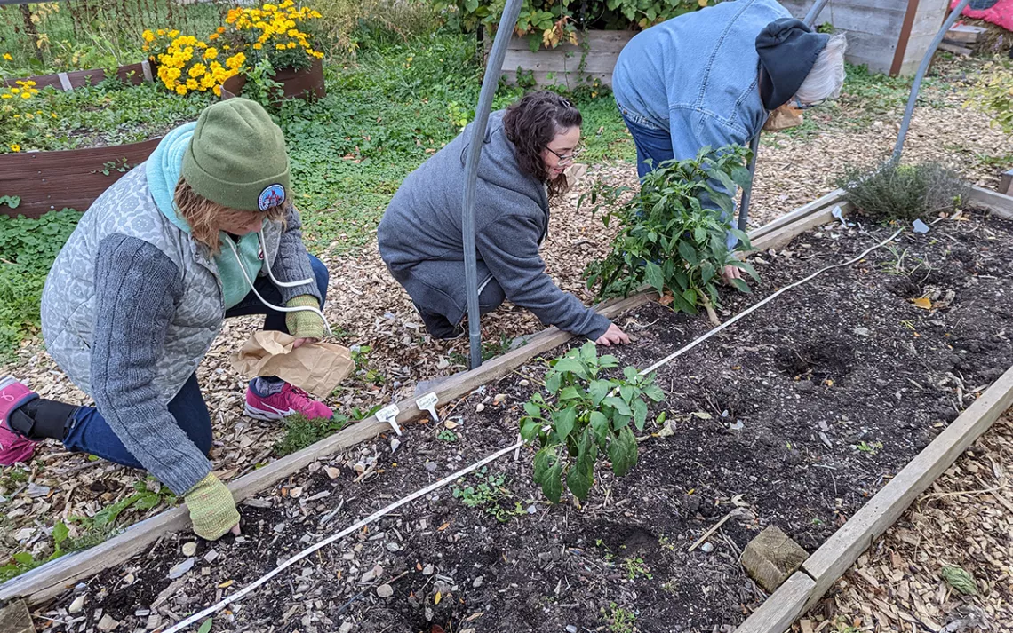 AVONDALE FOOD FOREST