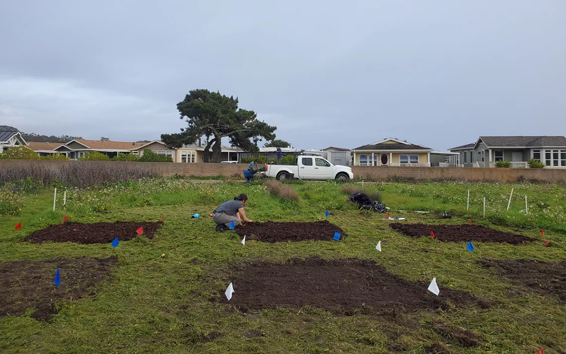 Experimental restoration plots at Younger Lagoon Reserve. Photo by Justin Luong