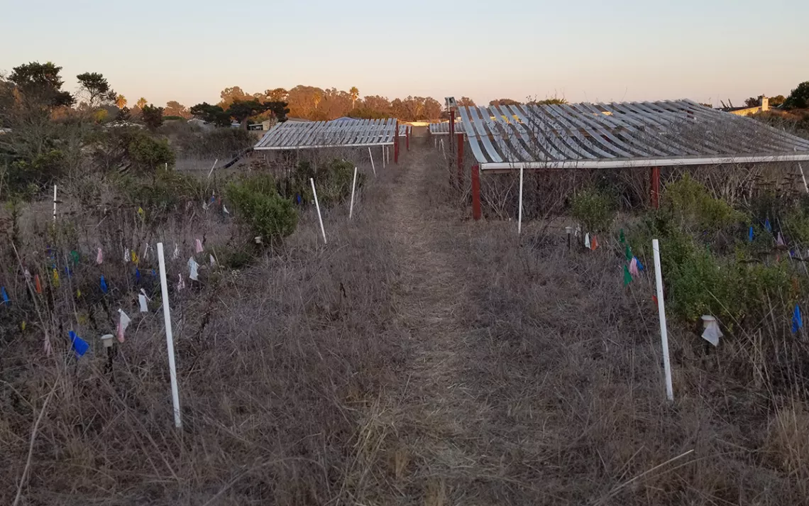 Drought structures for grassland restoration experiments at Younger Lagoon Reserve, Santa Cruz, California. Photo by Justin Luong