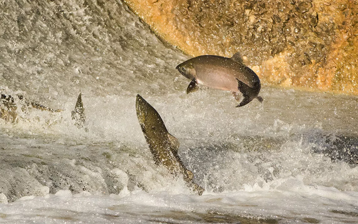 Chinook Salmon jumping at dam. 
