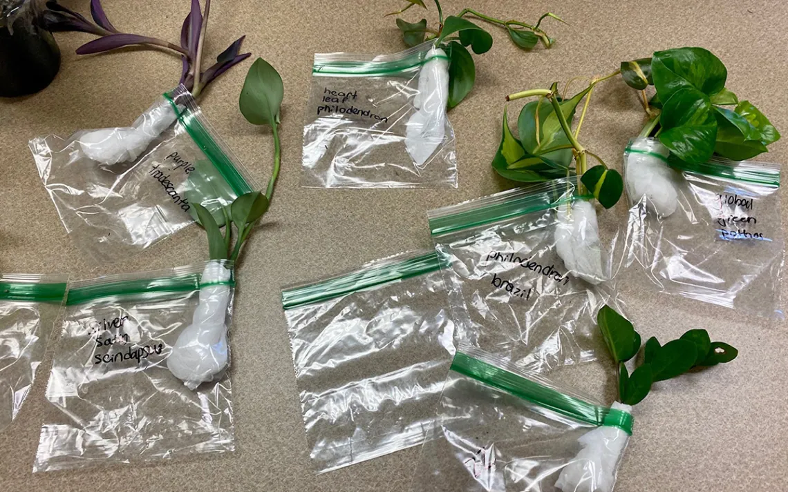 SEED SWAP 2