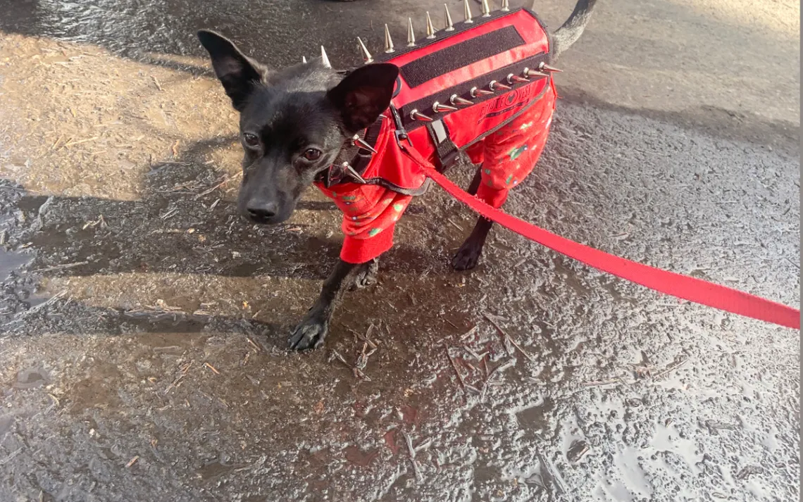 Poppyseed in coyote-proof jacket. Photo by Kim Hew Low
