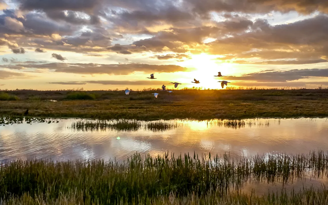 Wetlands