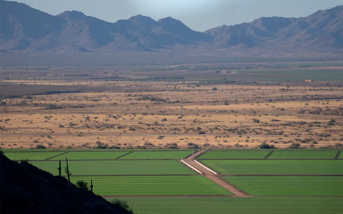 Agriculture, like these fields of alfalfa grown for cattle feed, uses nearly three-quarters of Arizona’s limited water supply.