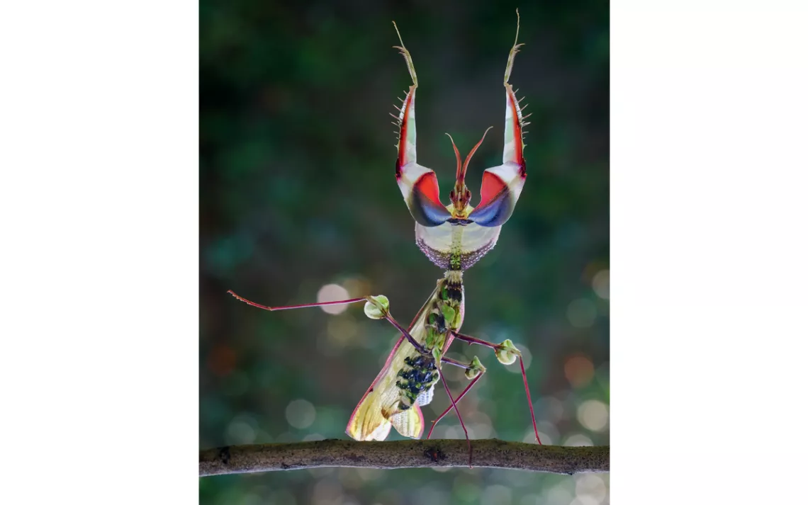 Devil's flower mantis 