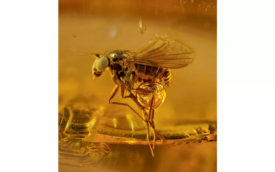 Dark-winged fungus gnat