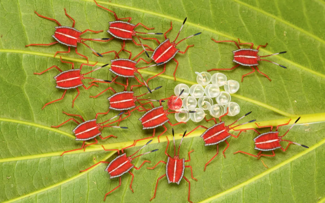 Giant shield bug nymphs