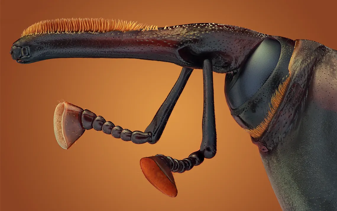 Red palm weevil 
