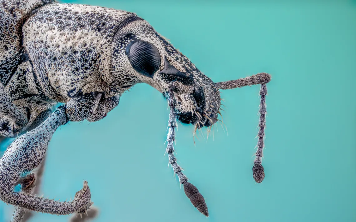 Snout beetle