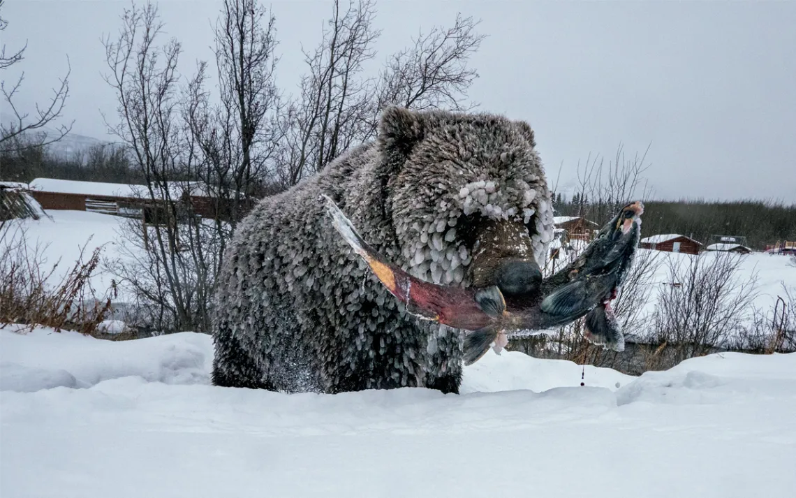  A small grizzly with a spawned-out coho salmon. The fishing village of Klukshu is on the opposite bank.