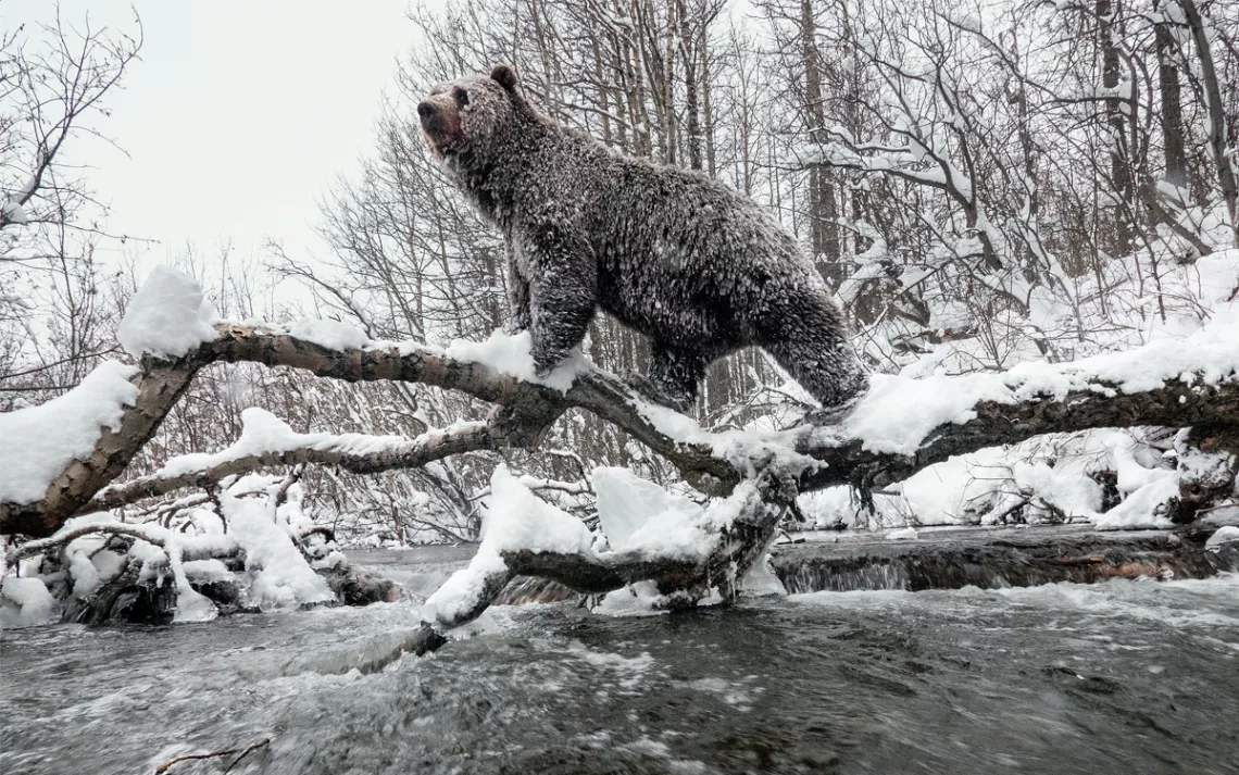 A grizzly uses a fallen tree to cross the Klukshu River in early winter. 