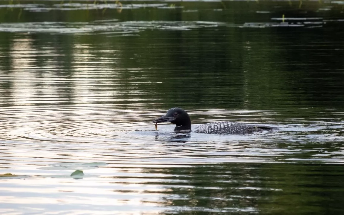 Boater Education Bill in Minnesota Leaves Our Aquatic Ecosystems High