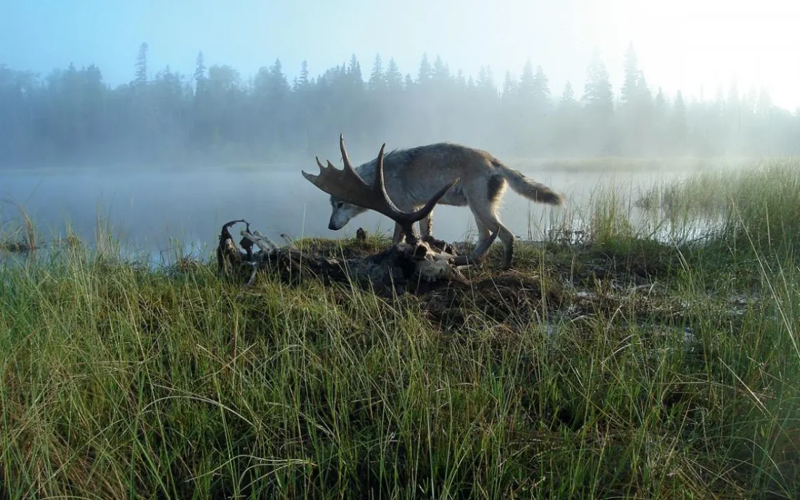 The alpha male of the former Chippewa Harbor pack