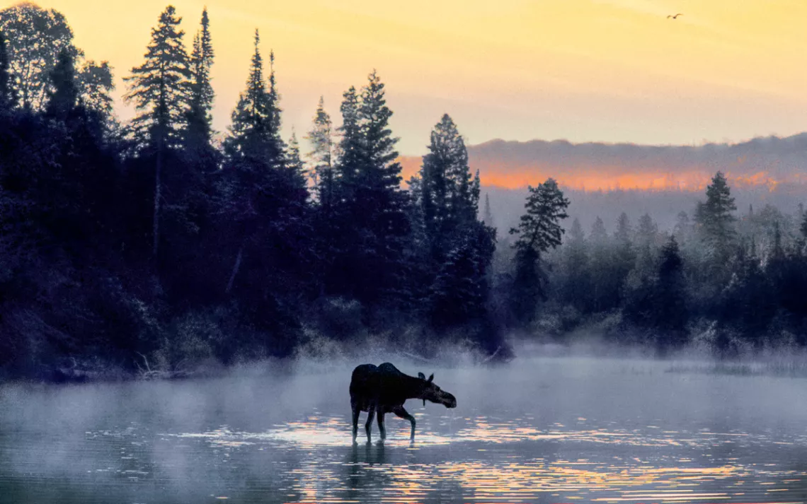 Moose arrived on Isle Royale only in the past century