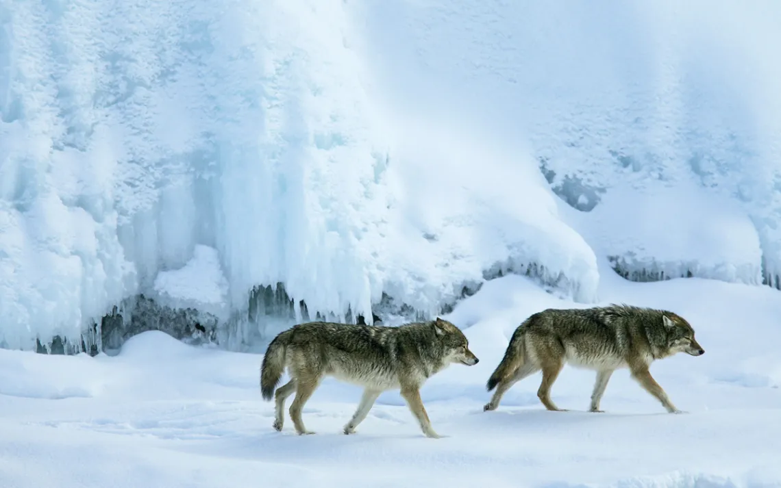 A wolf pair at Rock Harbor in 2009