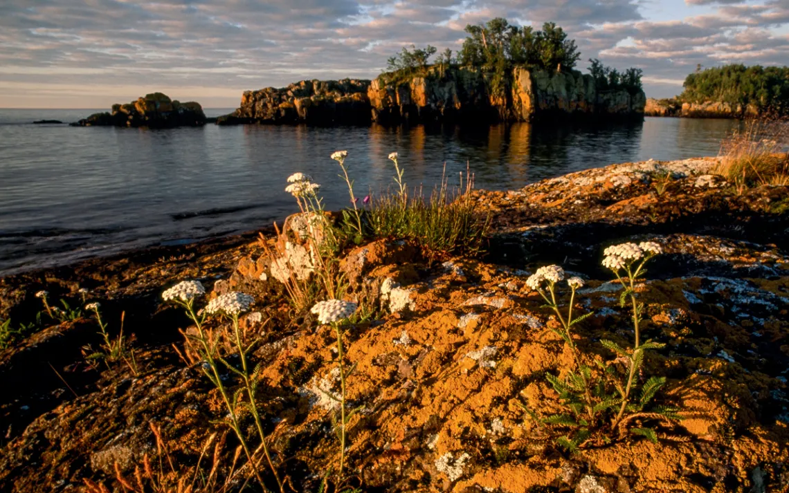 Moose and wolves are dramatic, but they're only part of the ecological wealth of Isle Royale.