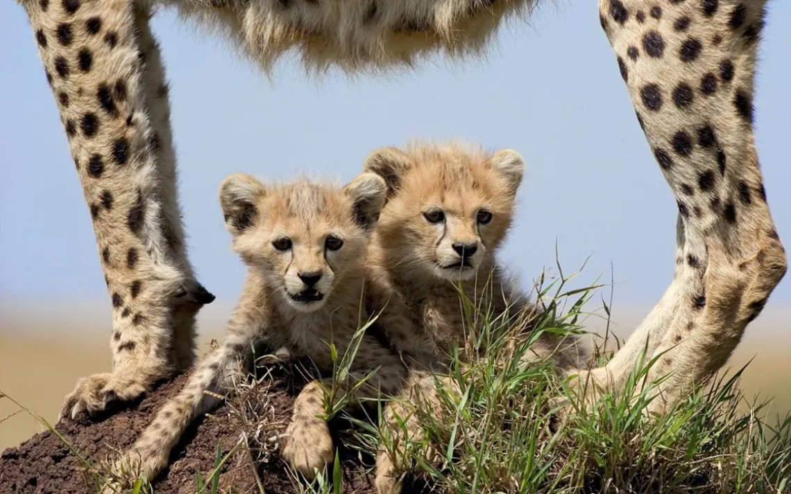 cheetah cubs
