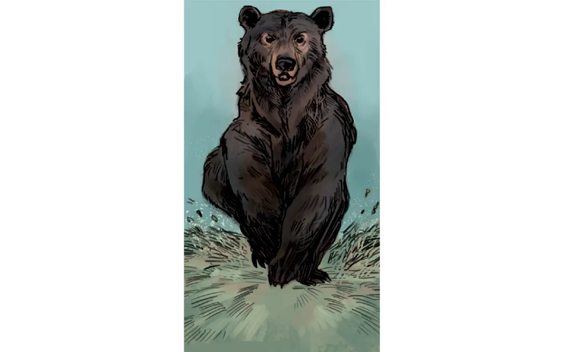Don't Mess With Mama Bear