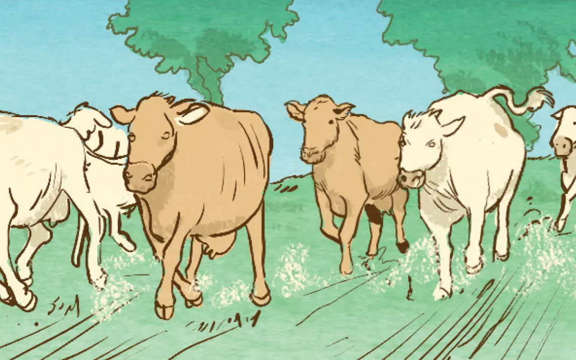 How to Escape a Cattle Stampede