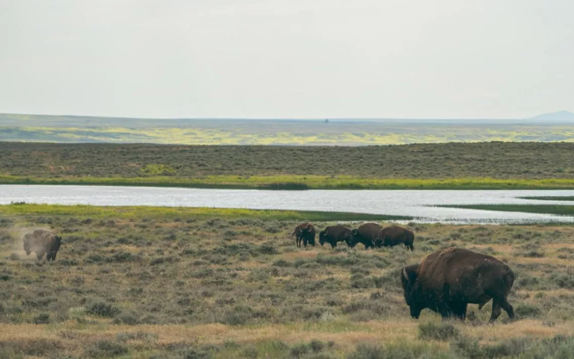 Building an American Serengeti in Montana