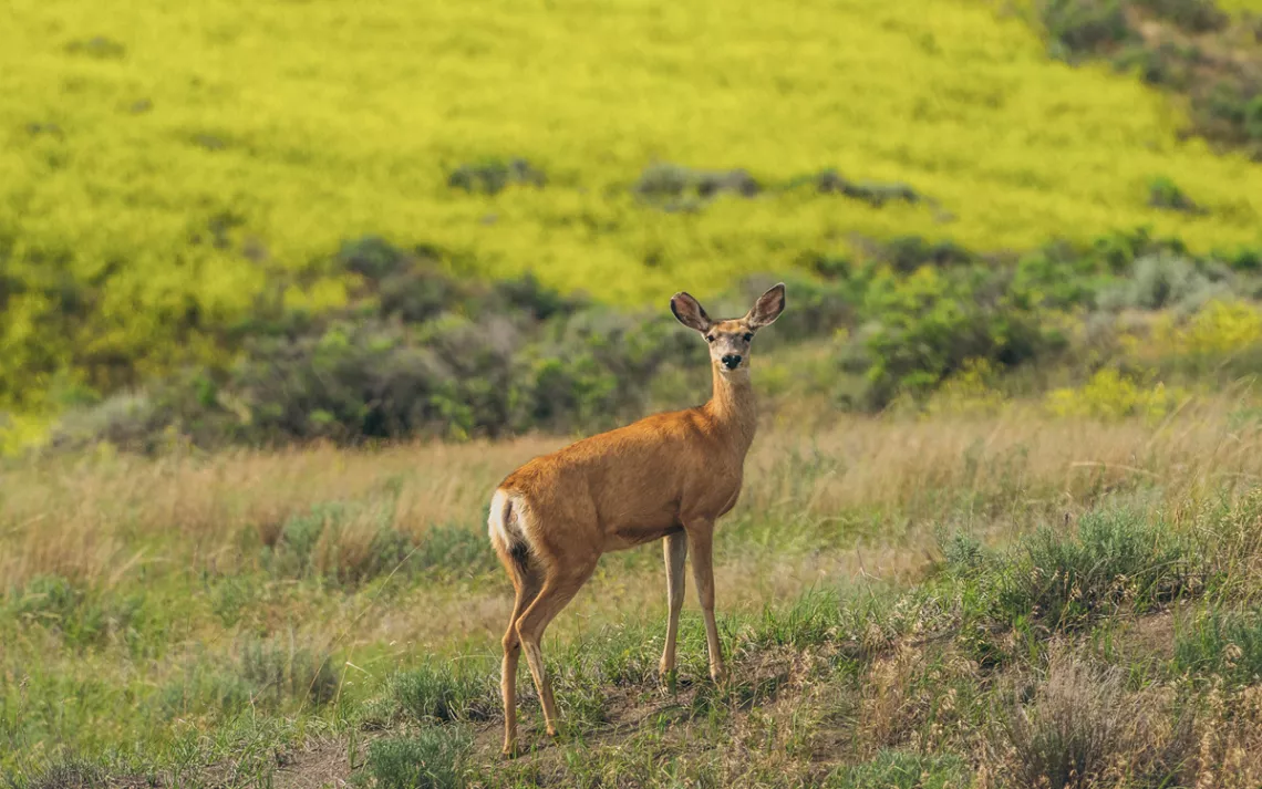 A white-tailed deer doe