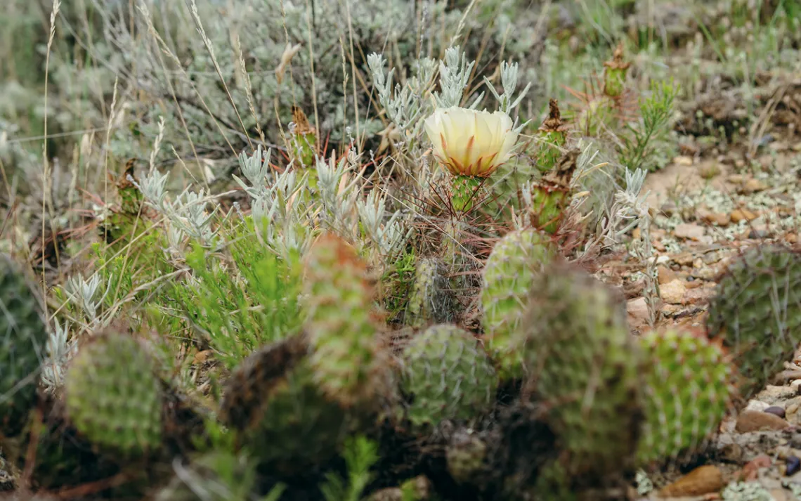 A prickly pear blooms