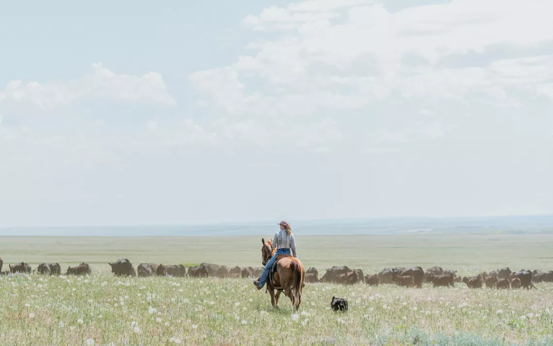 Nicole Johnson keeps the cattle moving toward a tallgrass pasture at the foot of the Judith Mountains. A ranch she leases with her husband, Lance, is located within the boundaries of the American Prairie Reserve.