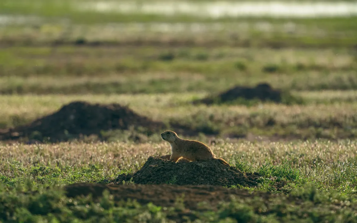 A prairie dog
