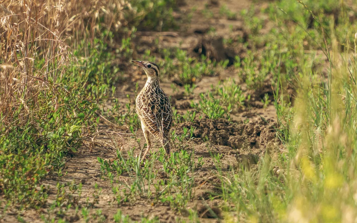 A western meadowlark