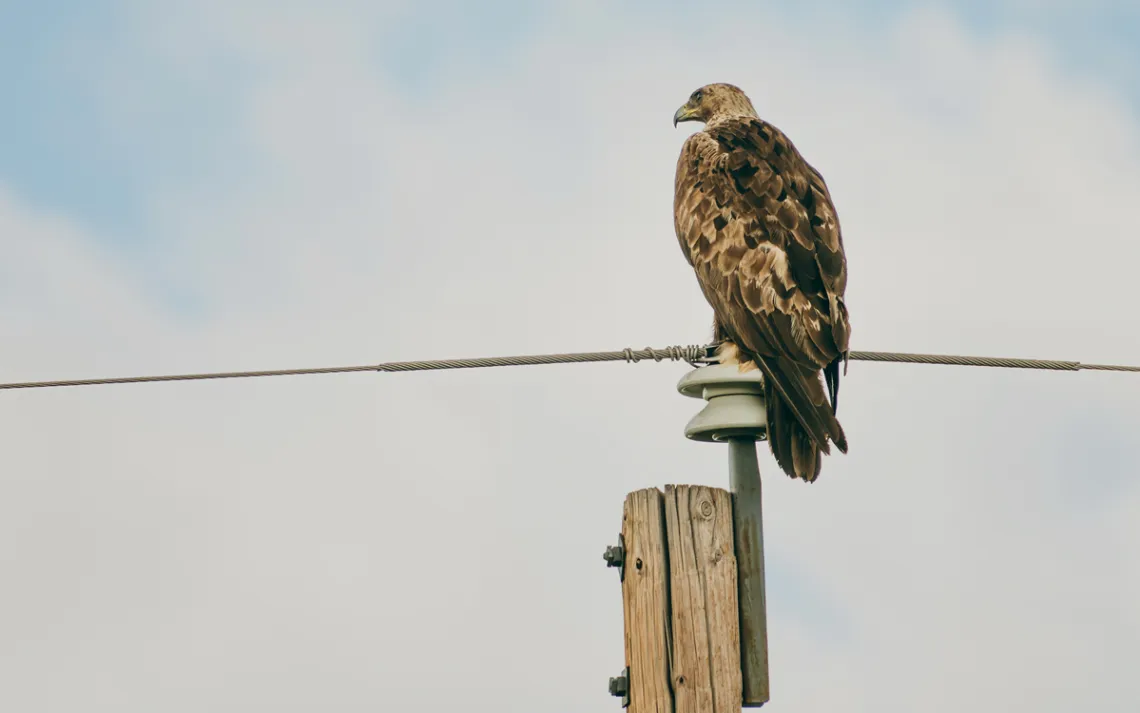 A golden eagle looking for its next meal